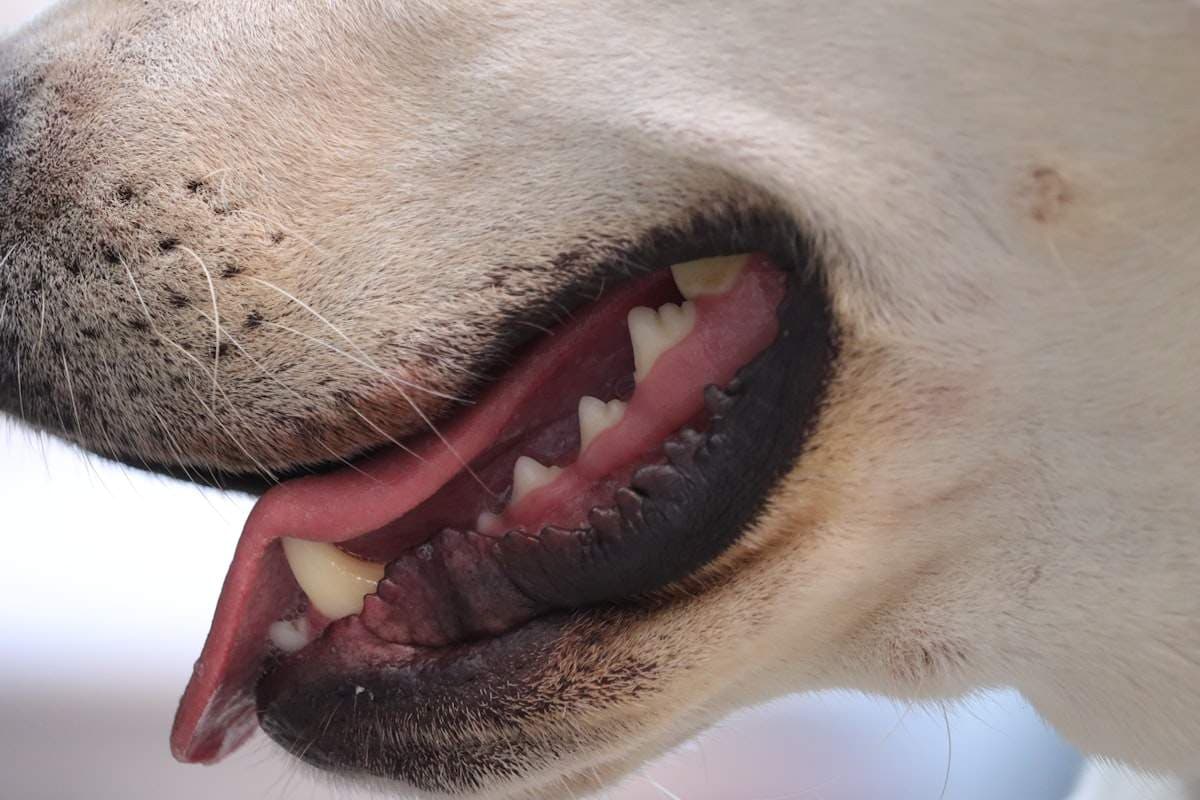 Pet Dental Health: What Every Owner Should Know