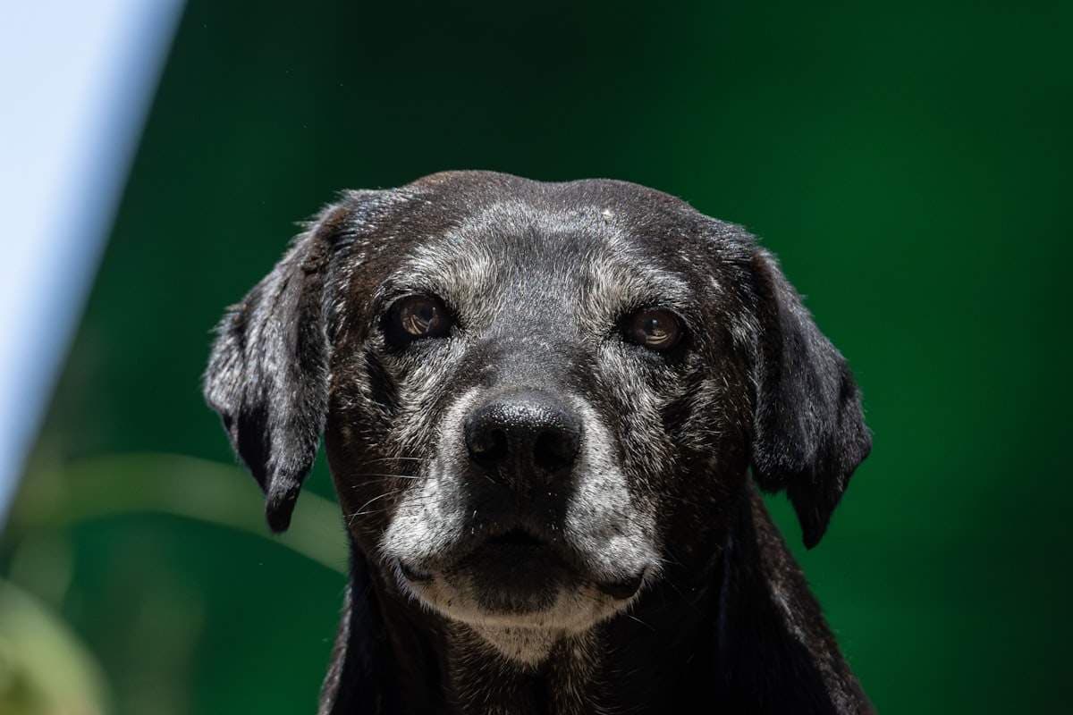 When Your Pet Is Unwell: How General Medicine Consultations Work