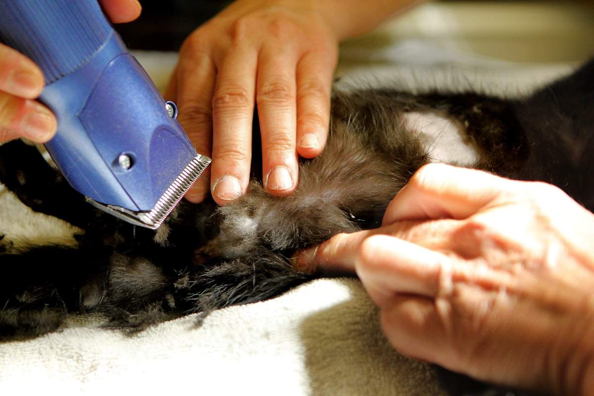 Understanding Pet Surgery: What to Expect Before, During, and After