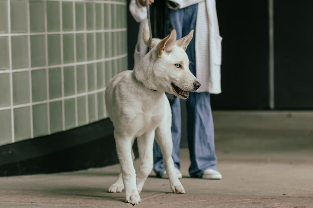 What Happens During a Wellness Exam? A Complete Guide for Pet Owners