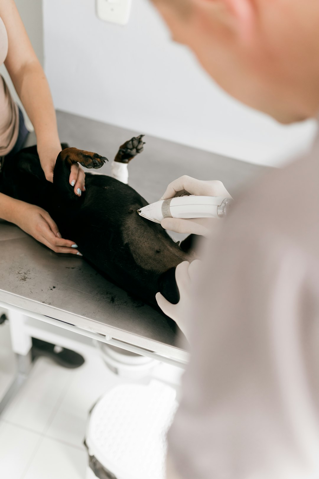 Why In-Clinic Diagnostics Matter for Your Pet's Health