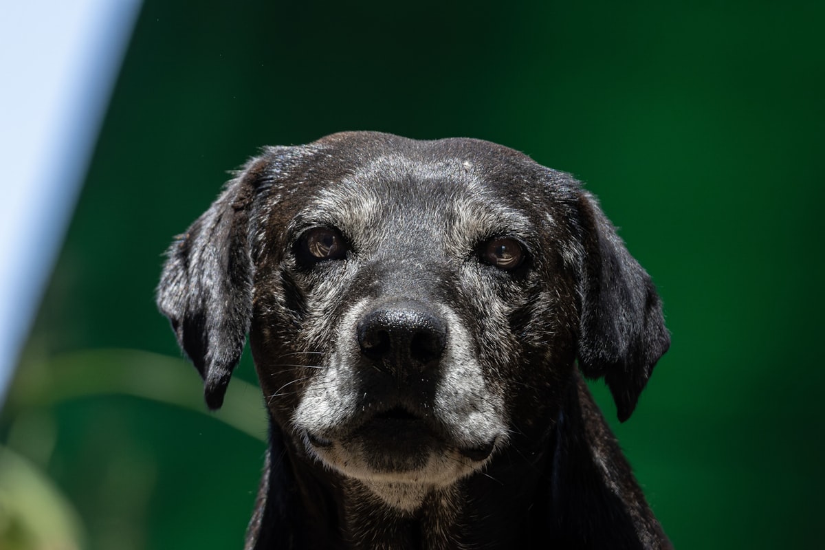 When Your Pet Is Unwell: How General Medicine Consultations Work