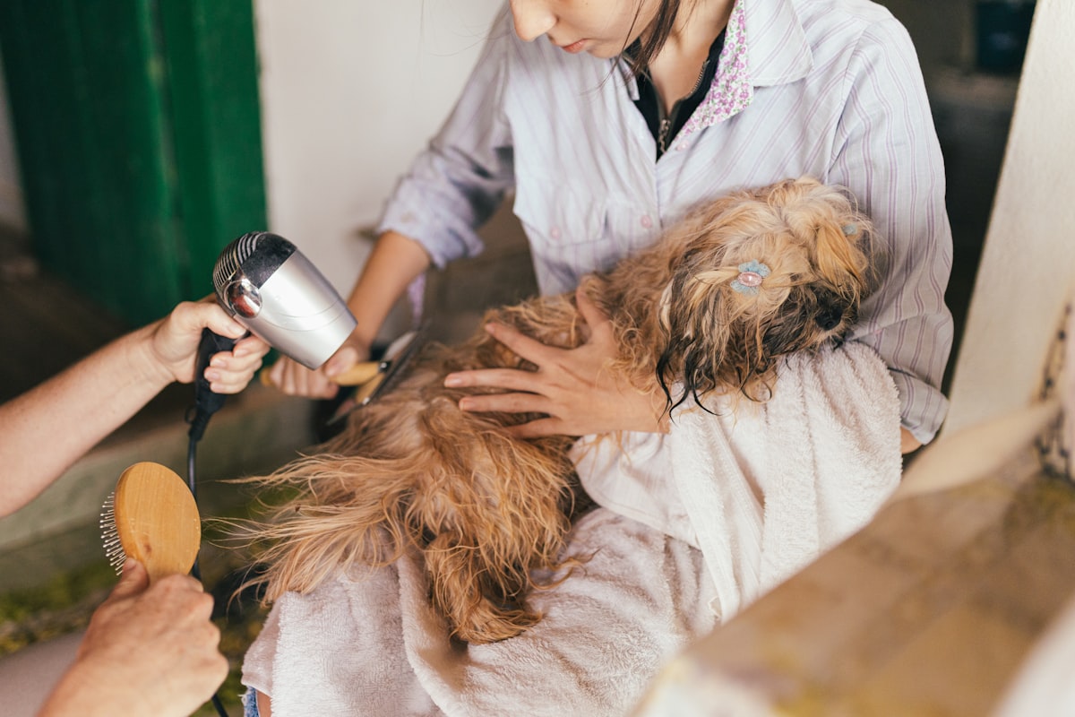 How Often Should Your Pet Visit the Vet?